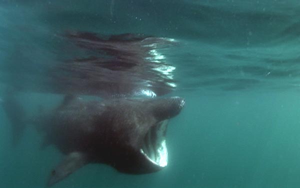 Die Riesenhaie von Sud-West Kerry