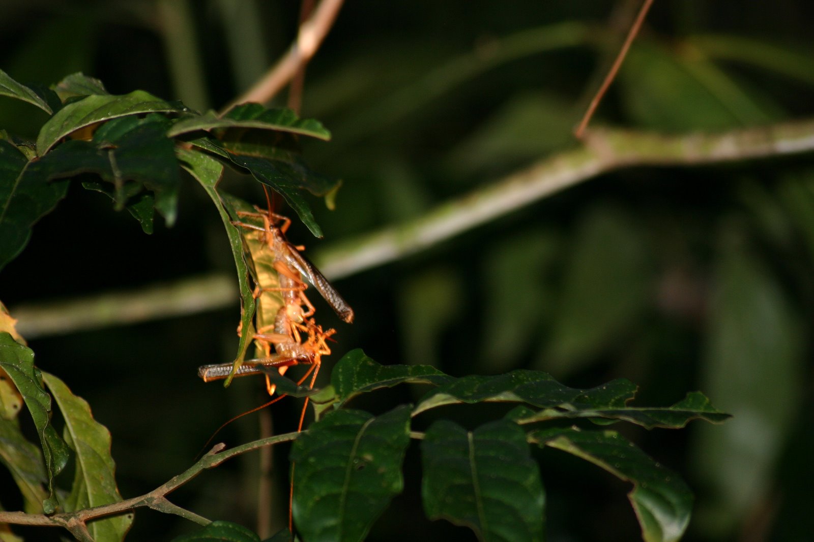 [IMG_6873.JPG]