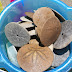 Sand Dollars on the Beach - Photo