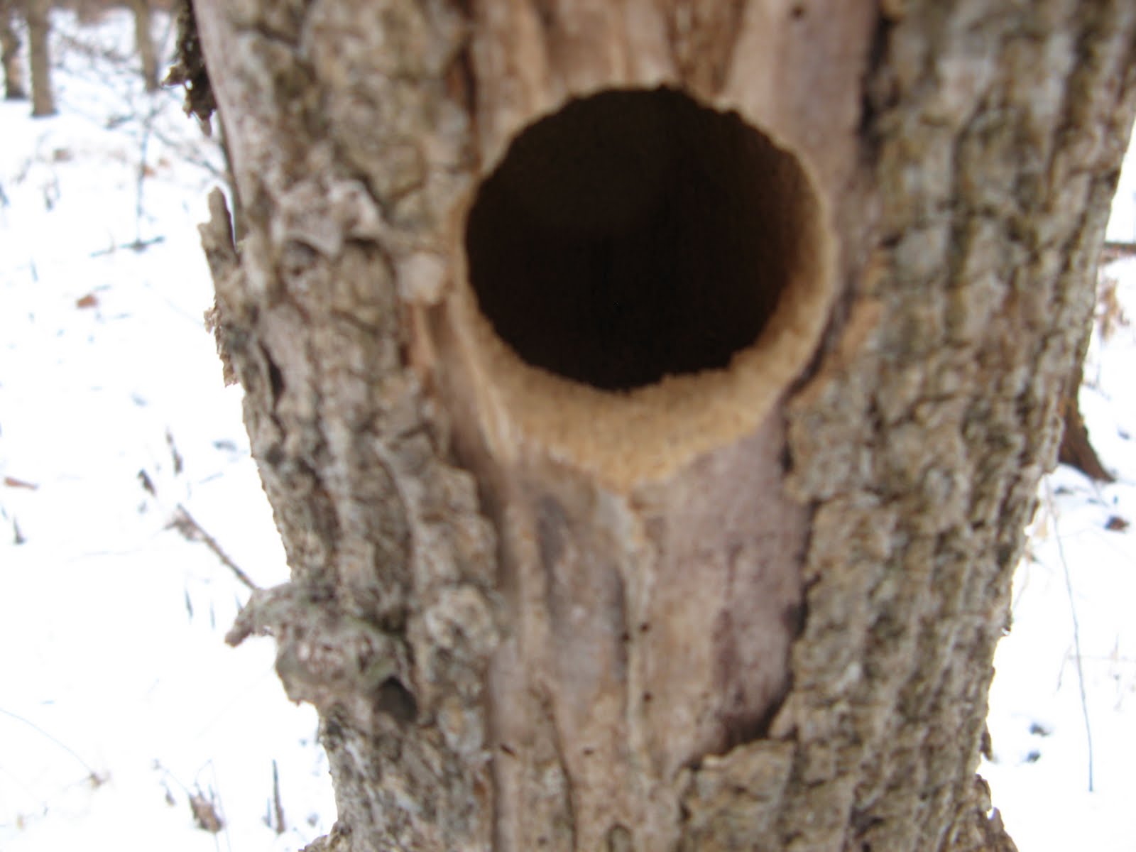 CREATE A WILDLIFE-FRIENDLY YARD: (A-38) NATURE JOURNAL: CAVITY TREES