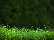 Morning Grass And Dew HIgh Definition Backgrounds  Wallpapers (grass hd wallpaper)