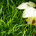 Morning Grass And Dew HIgh Definition Backgrounds \ Wallpapers