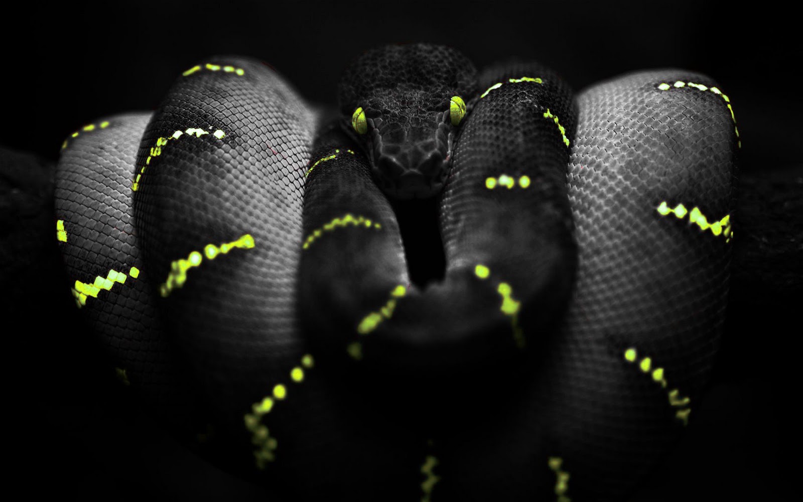 Black Snake Wallpaper