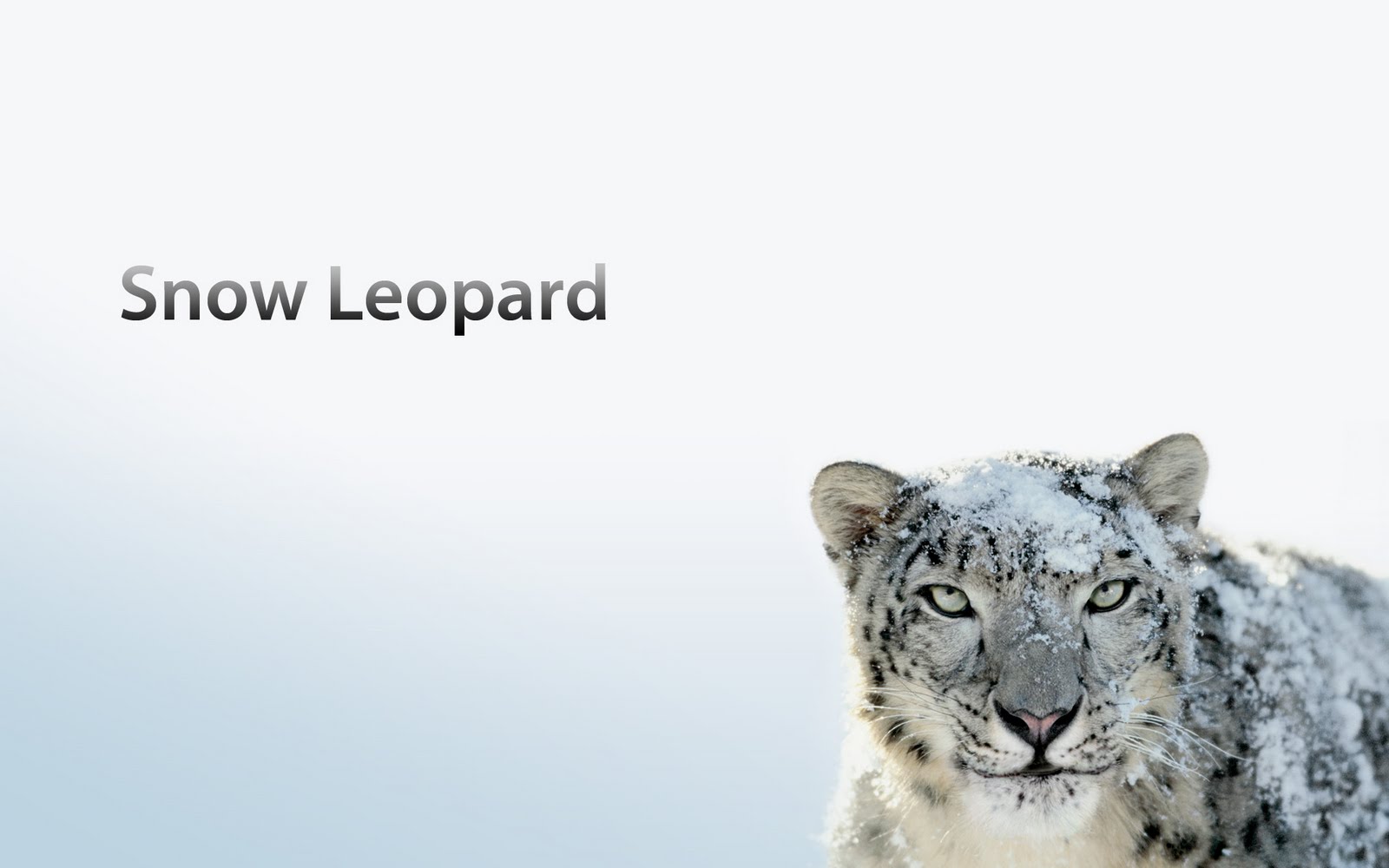 Snow Leopard Patch Download