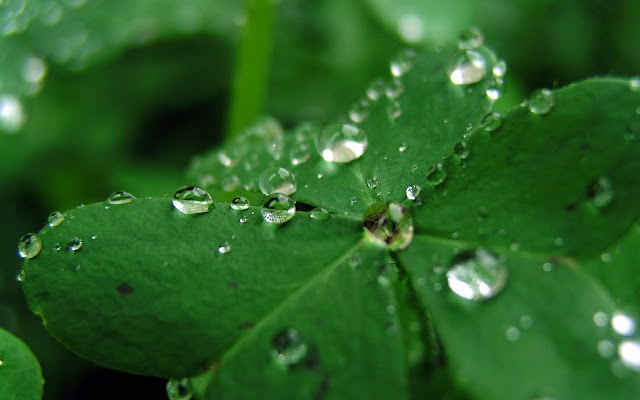 wallpapers of raindrops. Fresh Raindrops on Green Leafs
