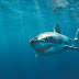 The Great White Shark Hi-Def Wallpapers