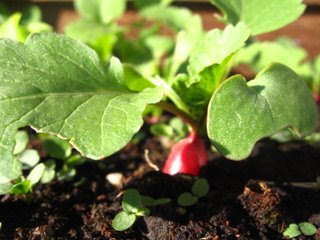 French Breakfast Radish By Ng @ Whats for Dinner?