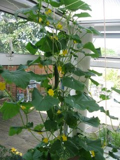 Homegrown Cucumbers in my conservatory by Ng @ Whats for Dinner?