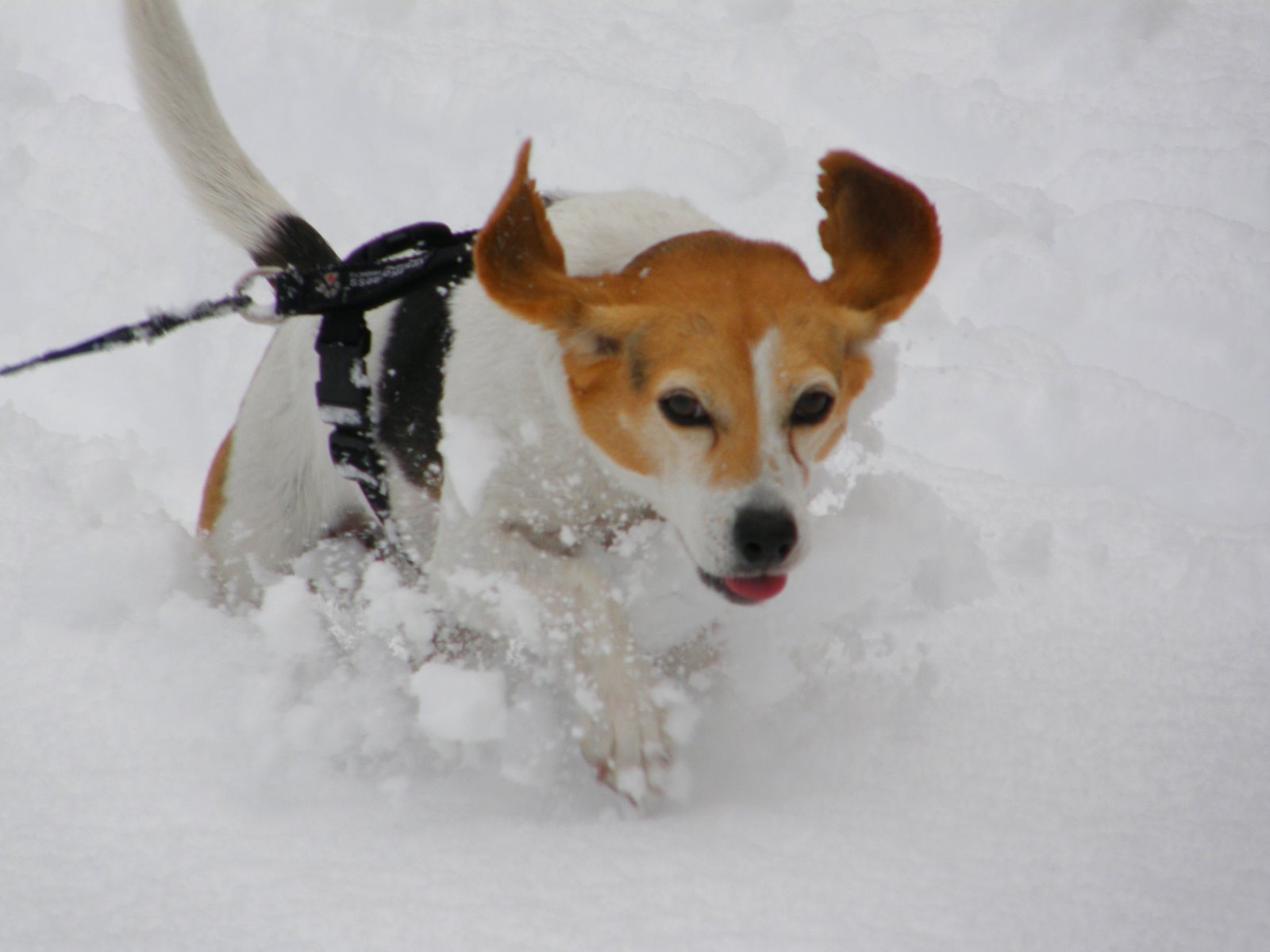 [snowdoggie.jpg]