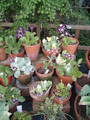 Some of my Auricula Collection