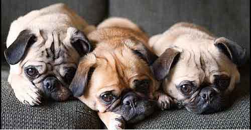 pugs glands pug skin problems pugs glands pug skin problems