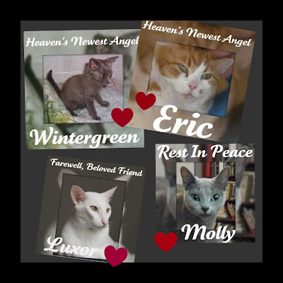 The loss of these four has been one of the saddest times in the Cat Blogosphere.