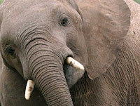 Army of Elephants