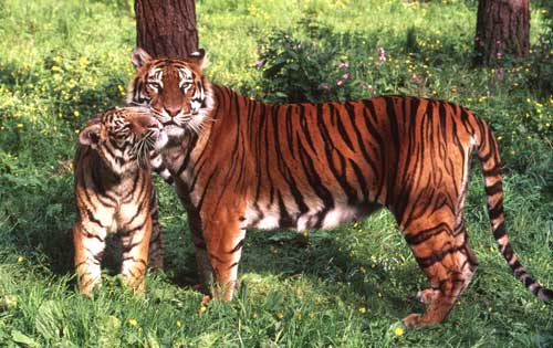 mujtabas-musings: Only 1411 Tigers Left- Where Do We Go From Here?