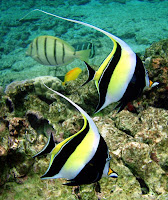 informacion sobre peces
