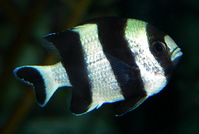 Los Animales de la Pelicula: "Buscando a nemo"