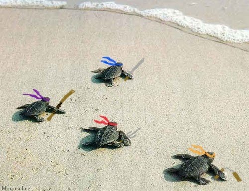 tortugas ninjas tortugas ninjas