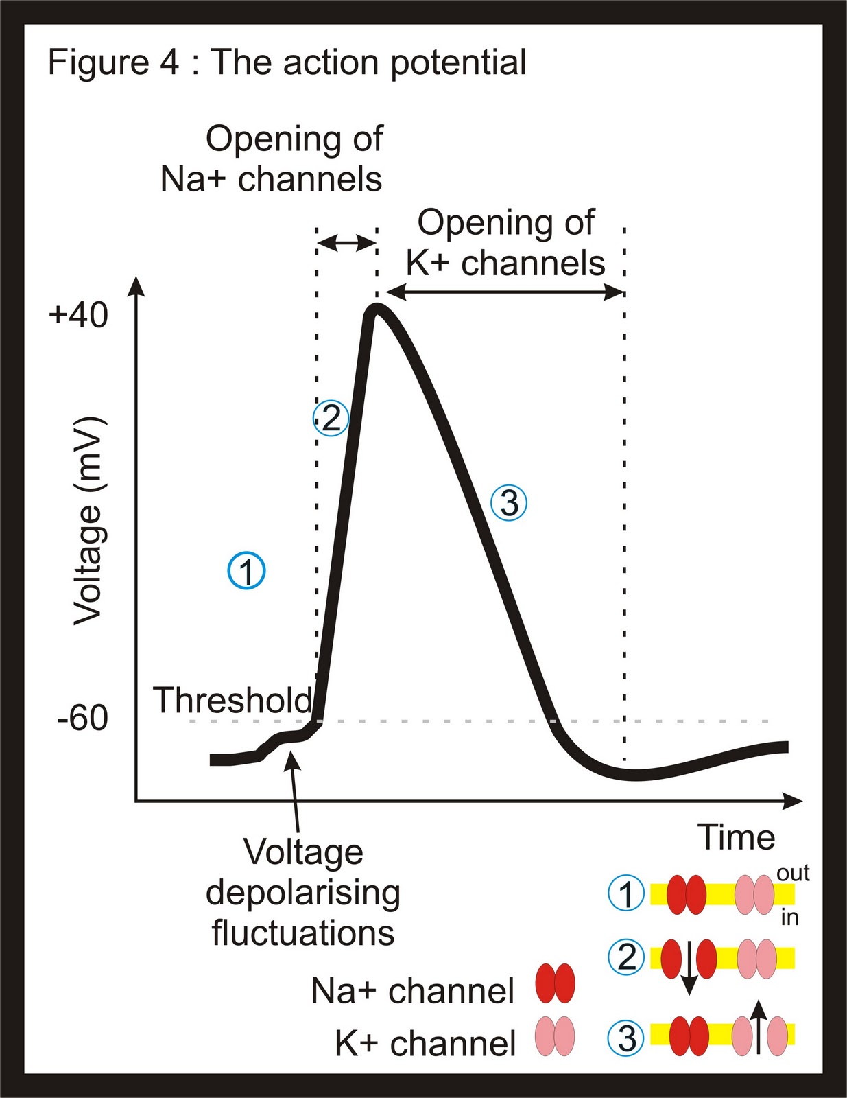 BrainBlog Electricity and the brain