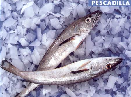 [Pescadilla.JPG]