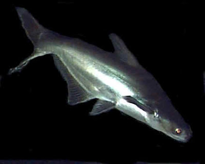 Ikan Pangas