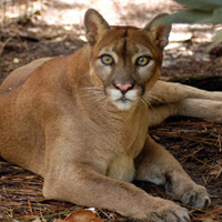 Florida Panther