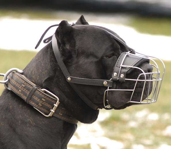 Cane Corso Supplies Best Wire Basket Dog Muzzle for Cane CorsoCane Corso Cage Muzzle
