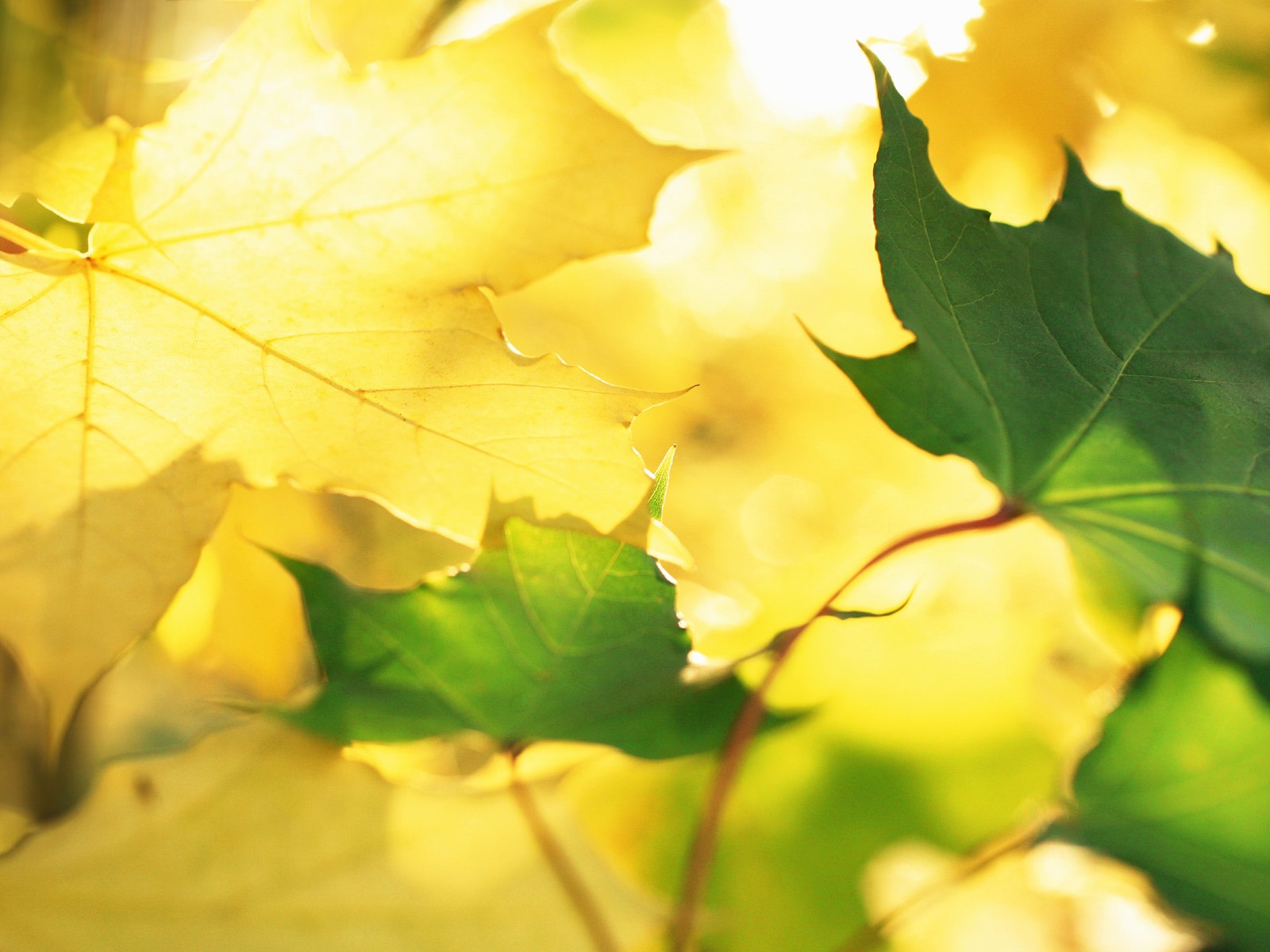 [Album+Sample_01.jpg]