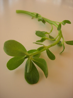 purslane was introduced to me as one of the cousins of spinach Purslane Salad with Yogurt (Yoğurtlu Semizotu Salatası)