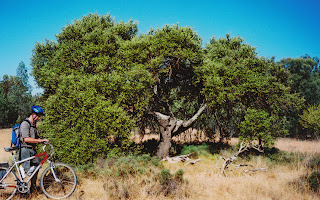Capparis Mitchellii