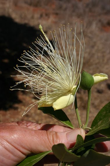 Capparis Mitchellii