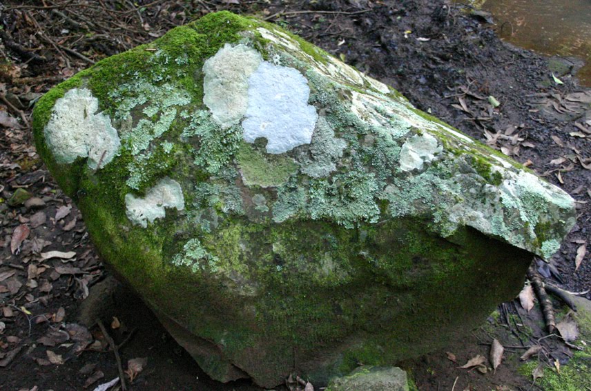 Lichen Plants Pictures