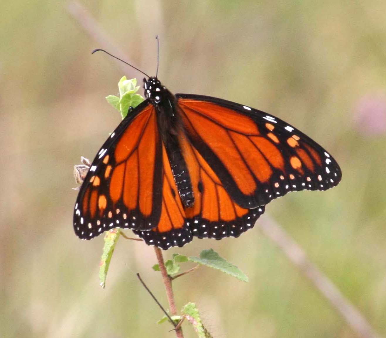 Toowoomba Plants Planting for Butterflies