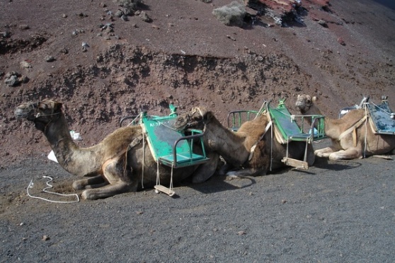 [camello+lanzarote.jpg]