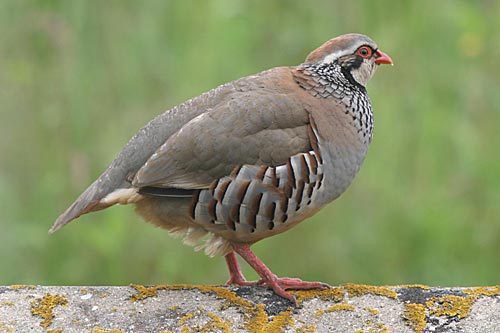 Partridge Image
