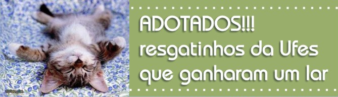 ADOTADOS! GATINHOS QUE AGORA JÁ TEM UM LAR!