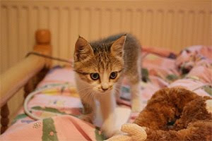 Our furnished kitten, Sine