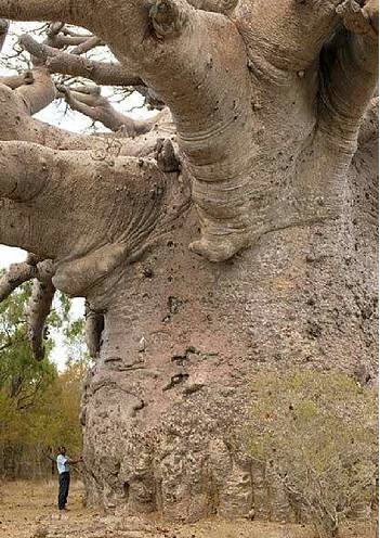 [pohon_baobab.jpg]