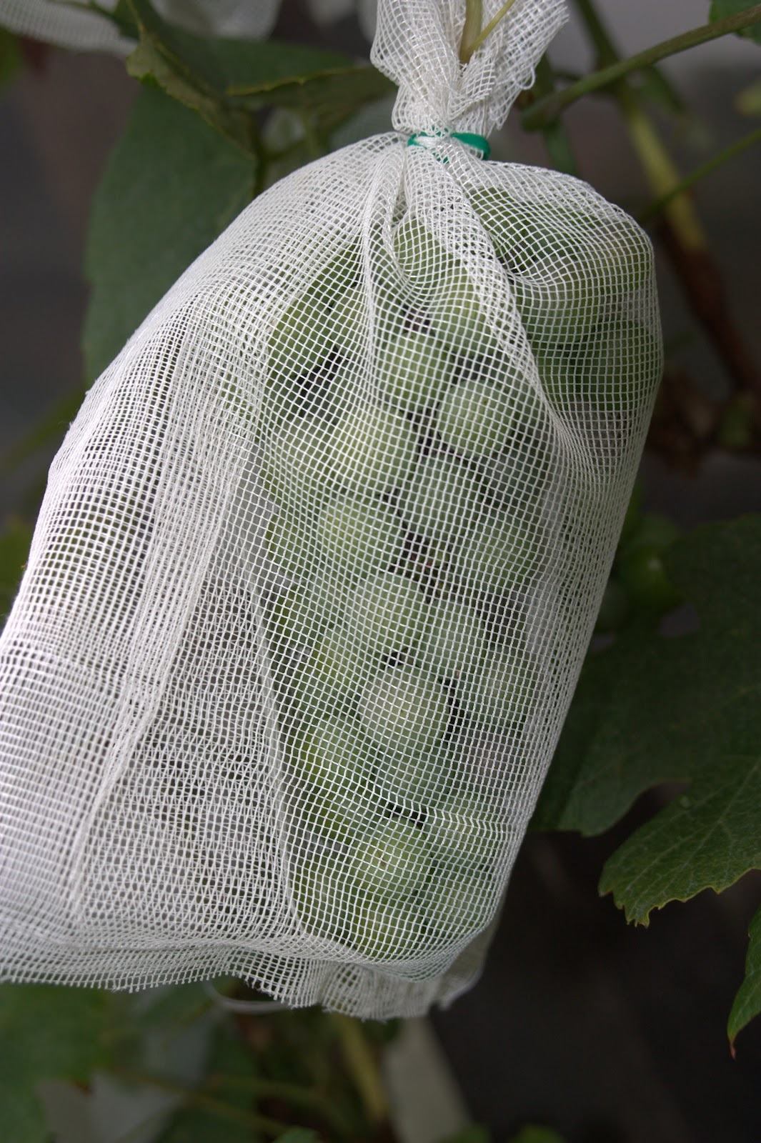 Grapes in bags Daydreams