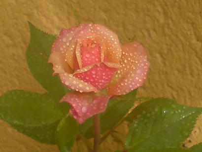 AAC-ROSE