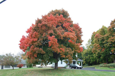 Fall Foliage in Ticonderoga