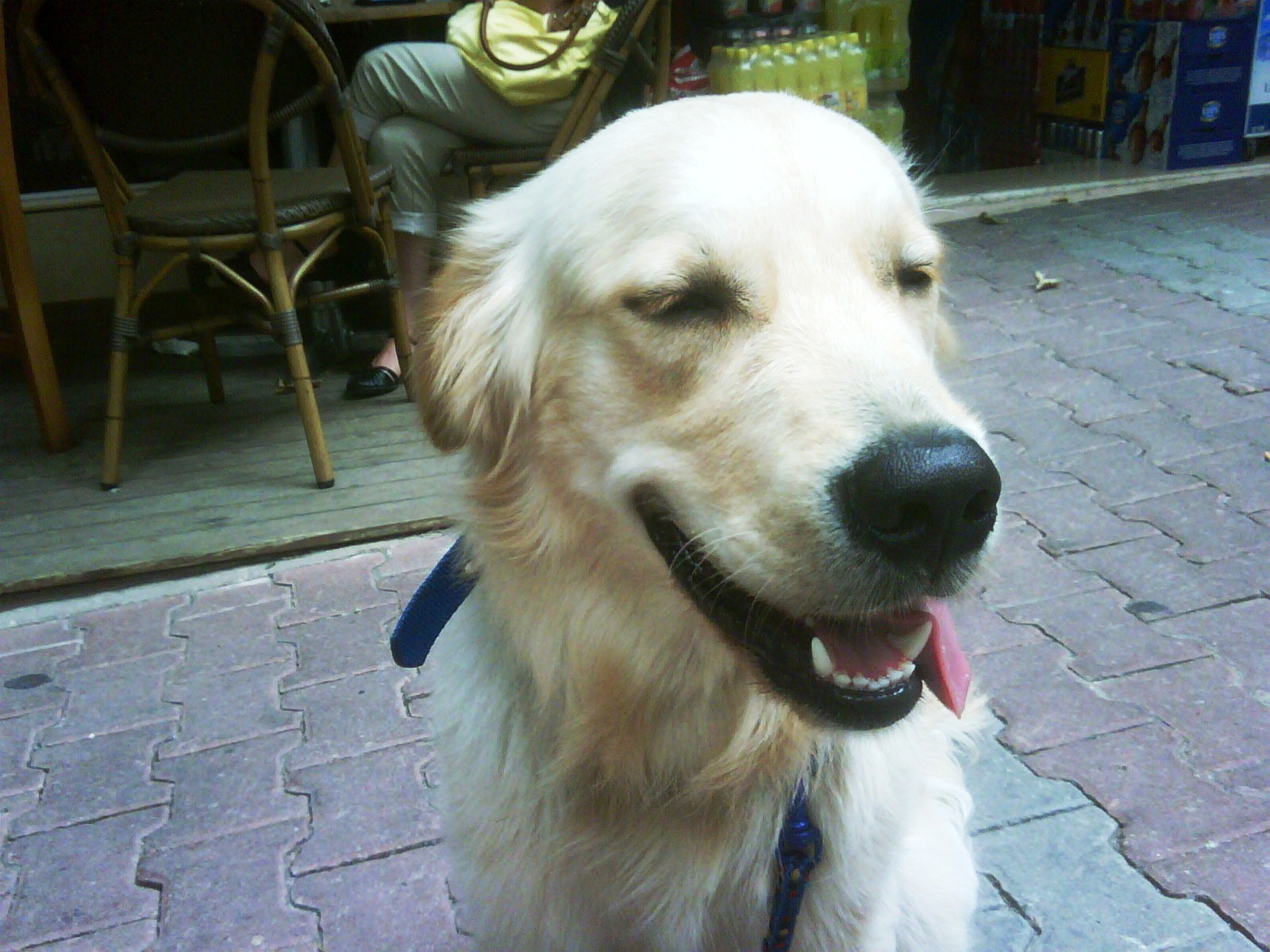 Bir köpek bir köpek tarafından ısırılırsa, ne yapmalıyım İlaçların kullanımı ve tedavi özellikleri Bir köpek bir köpek tarafından ısırılırsa, ne yapmalıyım İlaçların kullanımı ve tedavi özellikleri