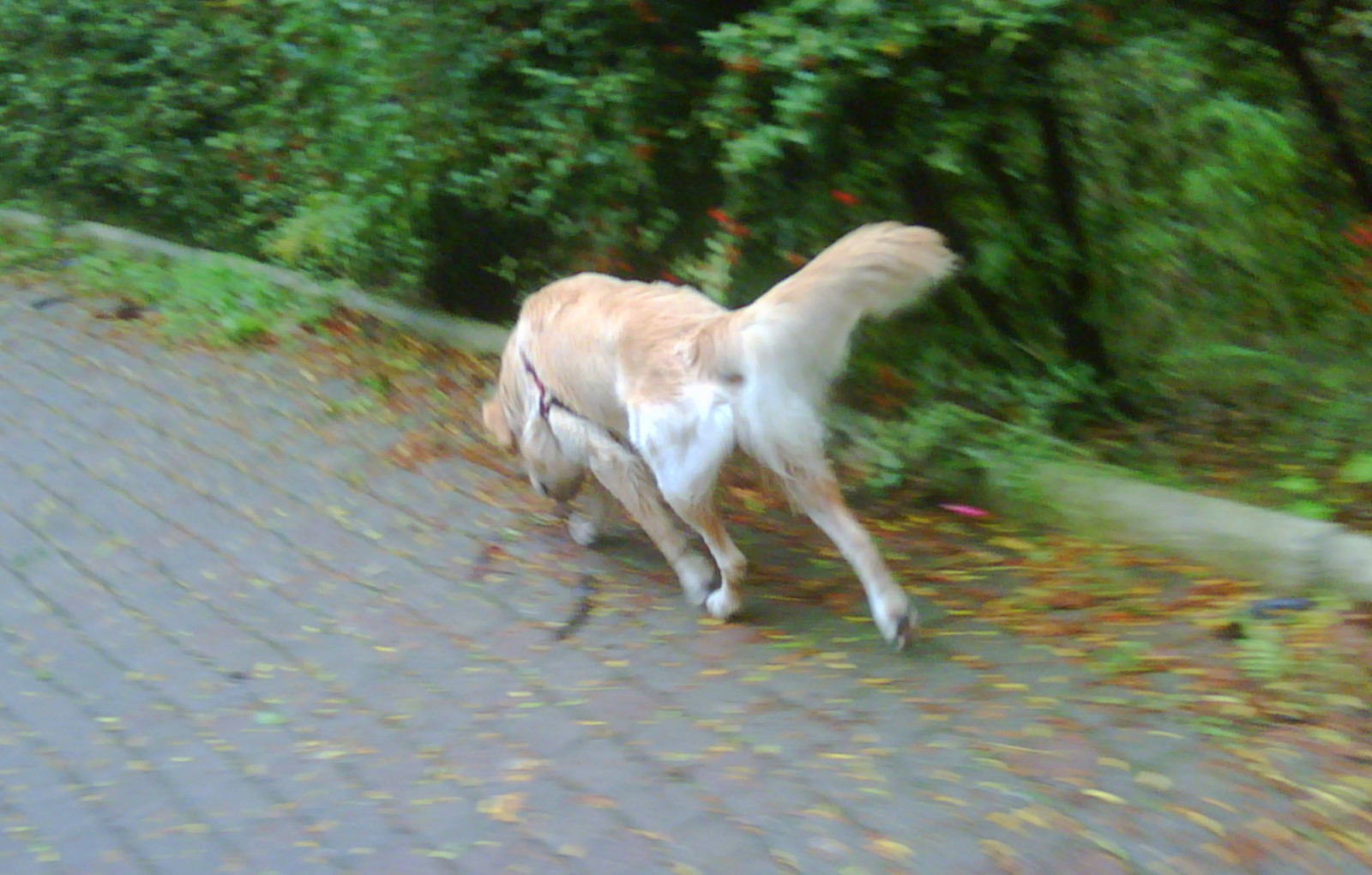 köpek kızgınlık iğnesi