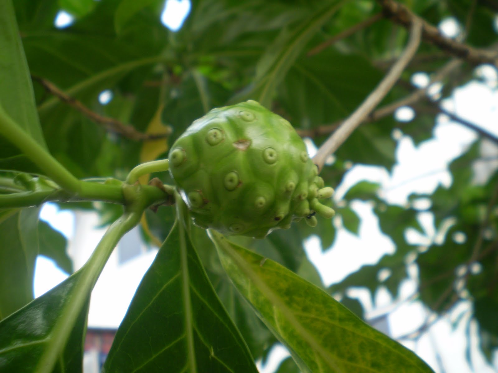 GO RIGHT IN....MY GARDEN Vomit fruit