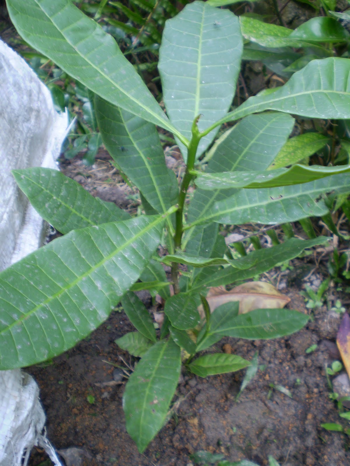 cashew tree cashew tree