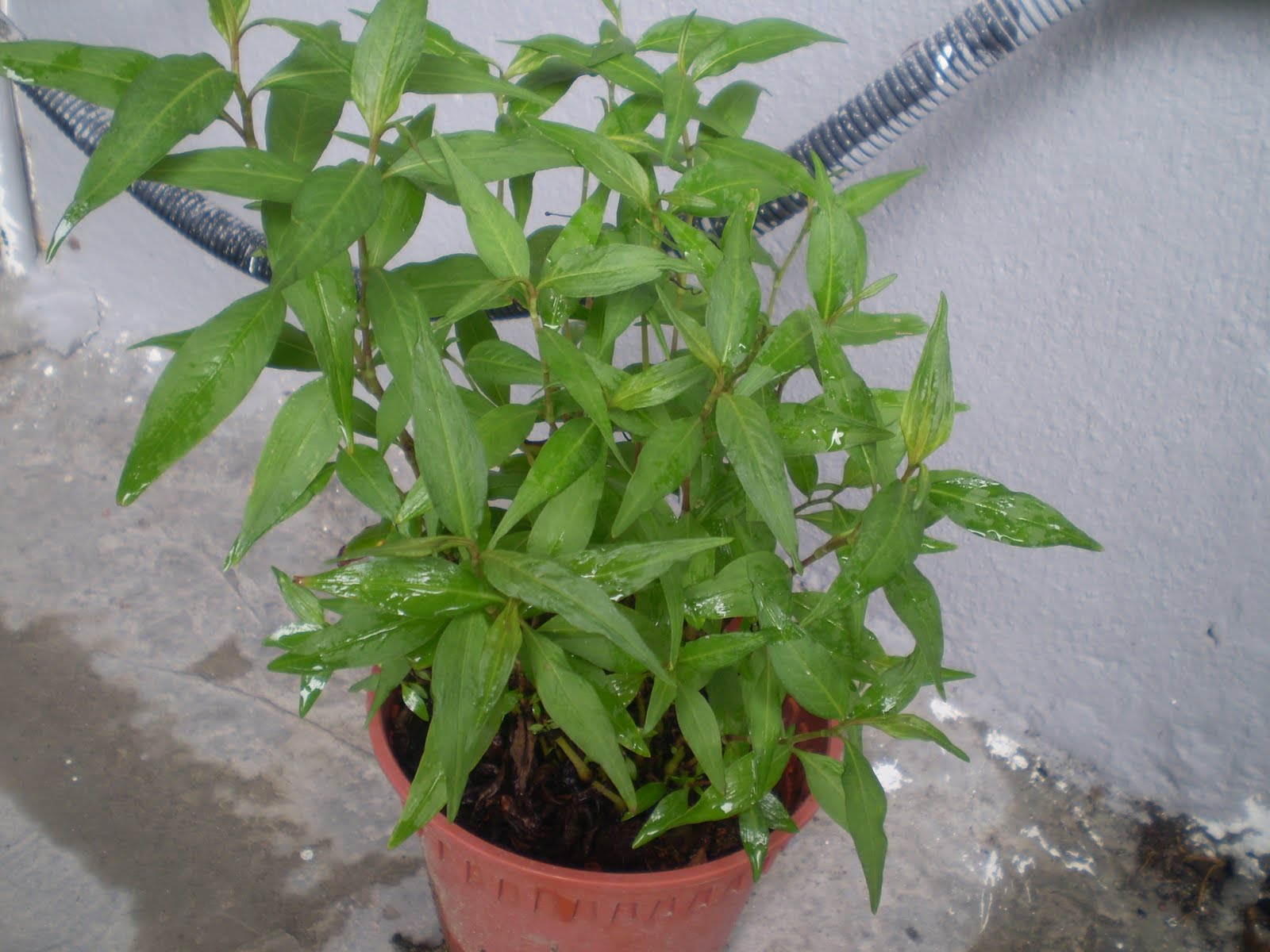 GO RIGHT IN....MY GARDEN Vietnamese mint (Persicaria Odorata)