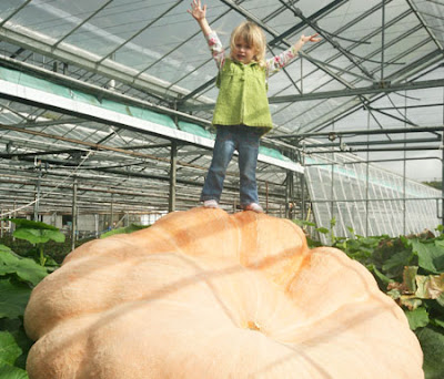 Giant Pumpkin Weighs More Than A Car Seen On www.coolpicturegallery.us