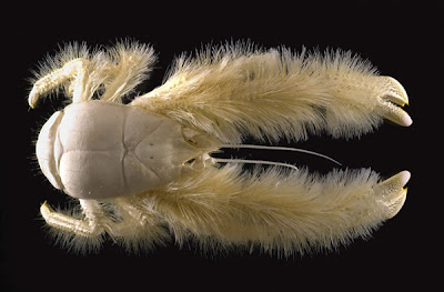 Freak Of Nature Seen On www.coolpicturegallery.us Freak Of Nature Seen On www.coolpicturegallery.us