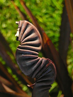 Freak Of Nature Seen On www.coolpicturegallery.us Freak Of Nature Seen On www.coolpicturegallery.us