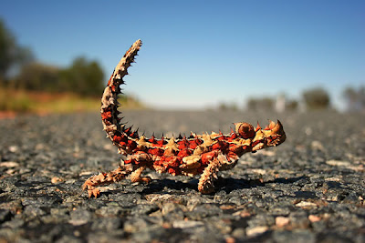 Freak Of Nature Seen On www.coolpicturegallery.us Freak Of Nature Seen On www.coolpicturegallery.us