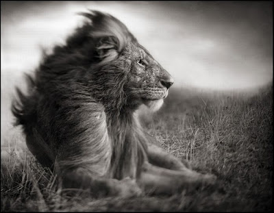Wildlife Photography by Nick Brandt Seen On www.coolpicturegallery.us Wildlife Photography by Nick Brandt Seen On www.coolpicturegallery.us